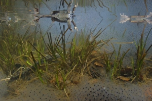 Common Frog (Rana temporaria) adults, with spawn underwater in montane pool during breeding season, Italy
