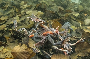 Common Frog (Rana temporaria) adults, group in orgy during breeding season, underwater in montane pool, Italy, April