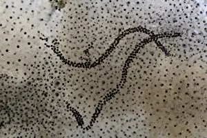 Frog Prints: Common Frog (Rana temporaria) and Common Toad (Bufo bufo) spawn in garden pond