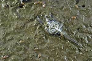 Droughts Prints: Common Frog (Rana temporaria) dead tadpole, died after water dried out, Italy, june