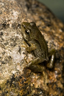 Frog Prints: Common Frog (Rana temporaria) juvenile