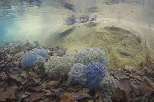Common Frog (Rana temporaria) spawn, with clear water and submerged dead leaves in pond, in urban parkland