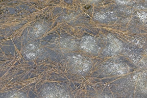 Common Frog (Rana temporaria) spawn, mass at surface of water, Italian Alps, Italy, April