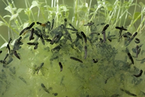 Common Frog (Rana temporaria) spawn, with newly hatched tadpoles, feeding on outside of membrane, England