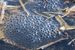 Laid Prints: Common Frog (Rana temporaria) spawn in pond, Norfolk, England, march