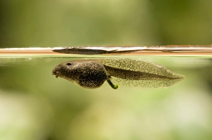Common Frog (Rana temporaria) tadpole, swimming just below surface of water, Belvedere, Bexley, Kent, England
