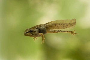 Common Frog (Rana temporaria) tadpole, partial metamorphosis with all four legs present but still retaining tail