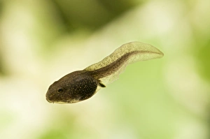 Frog Prints: Common Frog (Rana temporaria) tadpole, swimming, Belvedere, Bexley, Kent, England