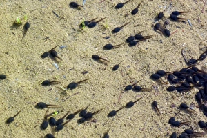 Frog Prints: Common Frog (Rana temporaria) tadpoles at pond edge