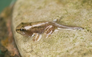 Newly Prints: Common Frog (Rana temporaria) young, newly emerged from water, England