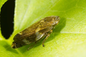 Common Froghopper (Philoenus spumarius) adult, resting on leaf, Powys, Wales, August