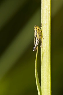 Downlands Prints: Common Froghopper (Philoenus spumarius) adult