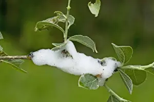 Protects Prints: Common Froghopper (Philoenus spumarius) nymph in cuckoo-spit froth, England, may