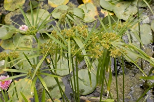Pond Prints: Common Galingale (Cyperus longus) flowering, growing in garden pond, Dorset, England, July