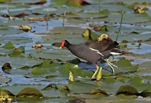 Leaves Prints: Common Gallinule (Gallinula galeata cerceris) adult