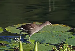 Common Gallinule (Gallinula galeata cerceris) juvenile, running on waterlily leaves, Hope Gardens, Kingston, Jamaica