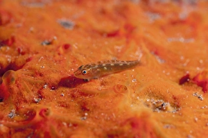 Gobies Prints: Common Ghostgoby (Pleurosicya mossambica) adult