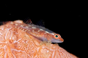 Common Ghostgoby (Pleurosicya mossambica) adult, resting on coral, Seraya, Bali, Lesser Sunda Islands, Indonesia, April