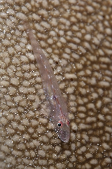 Common Ghostgoby (Pleurosicya mossambica) adult, resting on coral, Mioskon, Dampier Straits