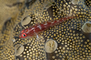 Common Ghostgoby (Pleurosicya mossambica) adult, resting on coral at night, Lembeh Straits, Sulawesi, Sunda Islands