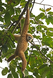 Primates Prints: Common Gibbon (Hylobates lar) adult