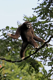 Common Gibbon (Hylobates lar) adult, walking along vine (captive)