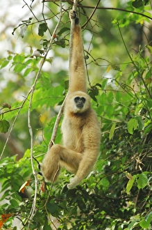 Primates Prints: Common Gibbon (Hylobates lar) pale form