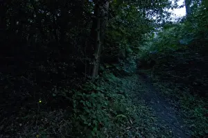 Common Glow-worm (Lampyris noctiluca) adult female, glowing, displaying bioluminescence, beside path in woodland habitat at dusk, Kent, England, july