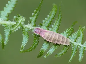 Common Glow-worm (Lampyris noctiluca) adult female, resting on fern frond, Northern Italy, july