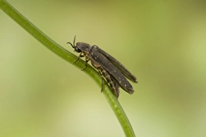 Common Glow-worm (Lampyris noctiluca) adult male, resting on stem, England