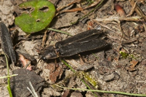 Common Glow-worm (Lampyris noctiluca) adult male, Kent, England, July