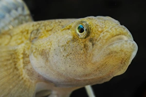 Gobies Prints: Common Goby (Padogobius bonelli) adult, close-up of head, Italy, august