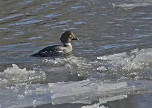 Nith Prints: Common Goldeneye (Bucephala clangula) adult female