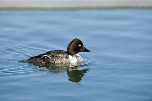 Common Goldeneye (Bucephala clangula) adult female, diving sequence (one of five), Hokkaido, Japan, winter