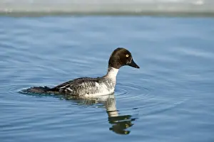 Common Goldeneye (Bucephala clangula) adult female, diving sequence (two of five), Hokkaido, Japan, winter