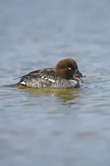 Common Goldeneye (Bucephala clangula) adult female, calling, swimming on river, Norfolk, England, April