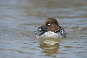 Common Goldeneye (Bucephala clangula) adult female, swimming on river, Norfolk, England, April