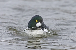 Common Goldeneye (Bucephala clangula) adult male, swimming, Pensthorpe Nature Reserve, Norfolk, England, February