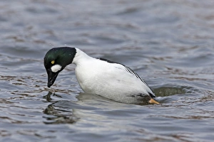Common Goldeneye (Bucephala clangula) adult male, diving, Pensthorpe Nature Reserve, Norfolk, England, February