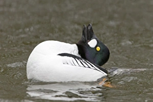 Common Goldeneye (Bucephala clangula) adult male, displaying on water, Pensthorpe Nature Reserve, Norfolk, England