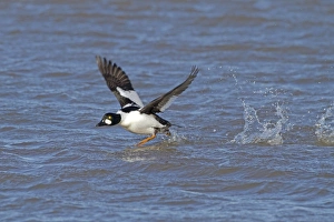 Common Goldeneye (Bucephala clangula) adult male, in flight, taking off from water surface, Norfolk, England, February