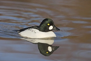 Common Goldeneye (Bucephala clangula) adult male, swimming, Slimbridge W. W. T. (captive)