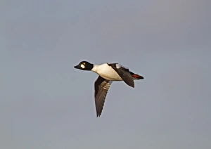 Common Goldeneye (Bucephala clangula) adult male, in flight, Norfolk, England, december