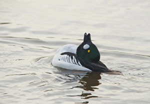 Common Goldeneye (Bucephala clangula) adult male, displaying on water, Martin Mere, Lancashire, England, march