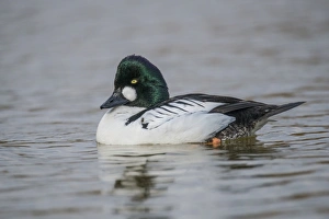 Common Goldeneye (Bucephala clangula) adult male, swimming on river, Norfolk, England, March