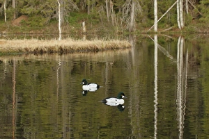 Common Goldeneye (Bucephala clangula) two adult males, swimming on taiga forest pool, Pinega Forest Reserve