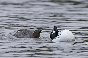 Displays Prints: Common Goldeneye (Bucephala clangula) adult pair
