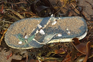 Common Goose Barnacle (Lepas anatifera) adults, group attached to flipflop washed up on beach strandline, Bude, Cornwall, England, january