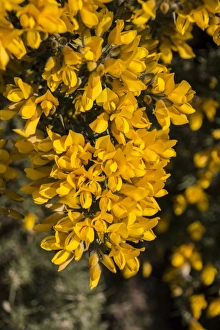 Common Gorse flowering at Minsmere Suffolk