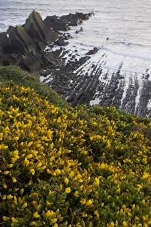 Common Gorse (Ulex europaeus) flowering, growing on clifftop habitat, Hartland Quay, North Devon, England, may